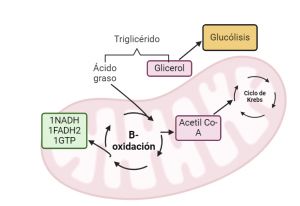 Catabolismo de lípidos, donde observamos cómo un triglicérido, en el citoplasma, se escinde en una molécula de glicerol que se destinará hacia la glucólisis y ácidos grasos, los que se internarán en la matriz mitocondrial, sufriendo un proceso cíclico de B-oxidación, por el que se liberará el equivalente a 1 NADH, 1FADH2, 1 GTP y una molécula de Actil Co-A que se incorporará al ciclo de Krebs.