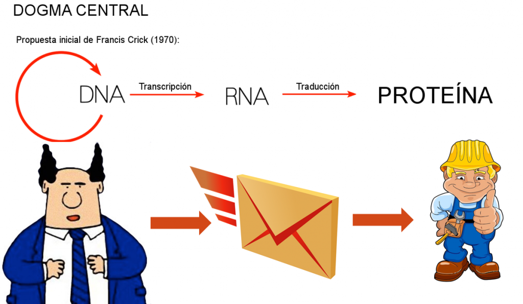 Esquema ilustrativo de los procesos de transcripción, replicación y traducción, así como las funciones del ADN, ARN y proteínas.