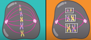 Diferencia entre la metafase mitótica (izquierda) y primera metafase meiótica. Observa cómo en el segundo caso los cromosomas homólogos se disponen en paralelo en la placa ecuatorial de la célula, mientras que en la mitosis solo encontramos una única fila.