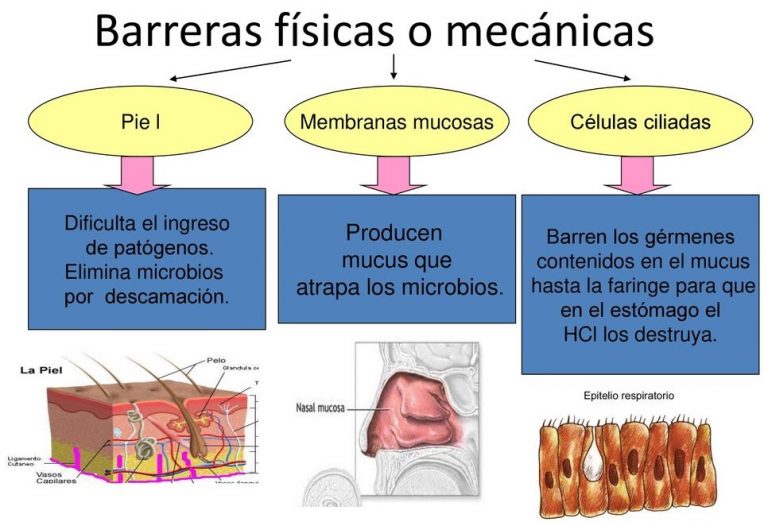 UNIDAD 1. FUNCIONAMIENTO DEL CUERPO HUMANO. LA SALUD. – Blog del Ámbito