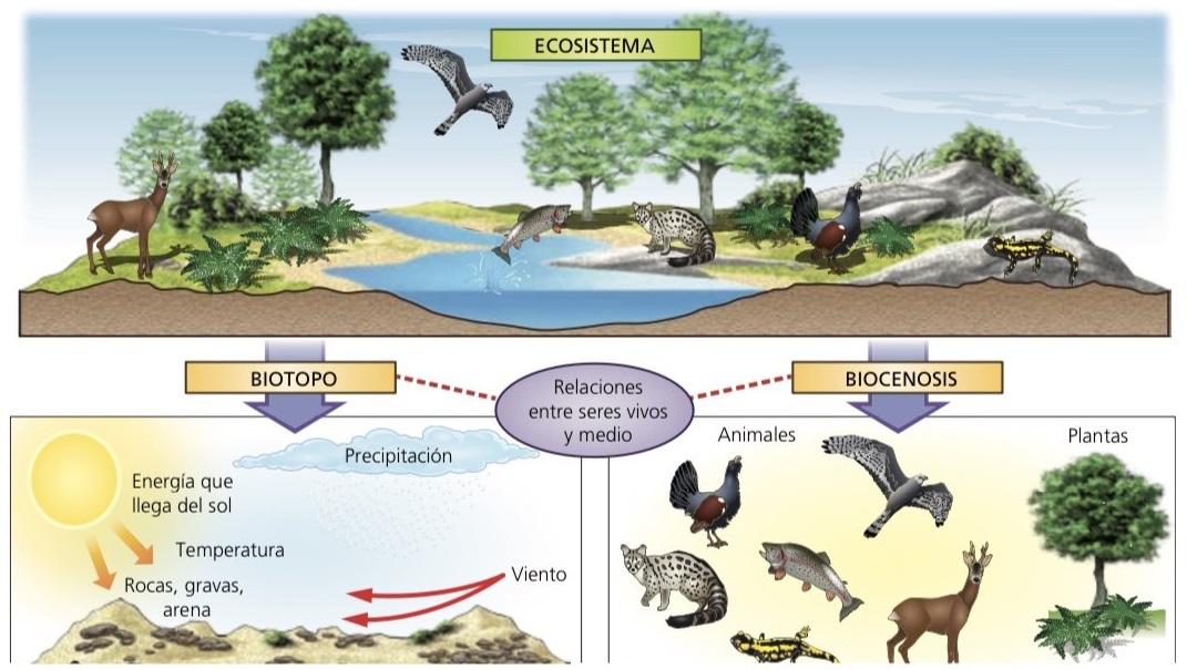 Concepto De Ecosistema La Biocenosis Y El Biotopo By Alvarichi Images